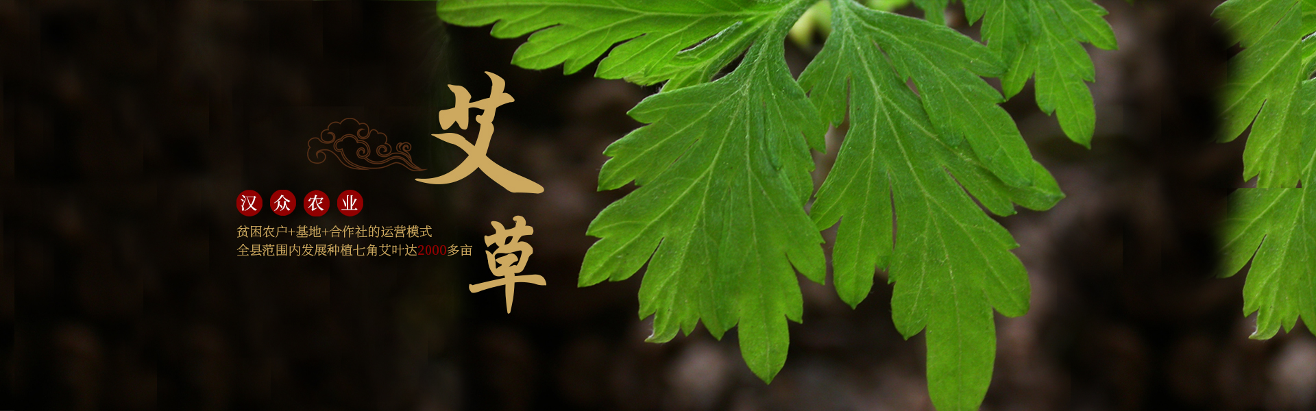 湖南漢眾農(nóng)業(yè)發(fā)展有限公司_懷化天然七角艾草植物種植|懷化艾制品制造銷(xiāo)售